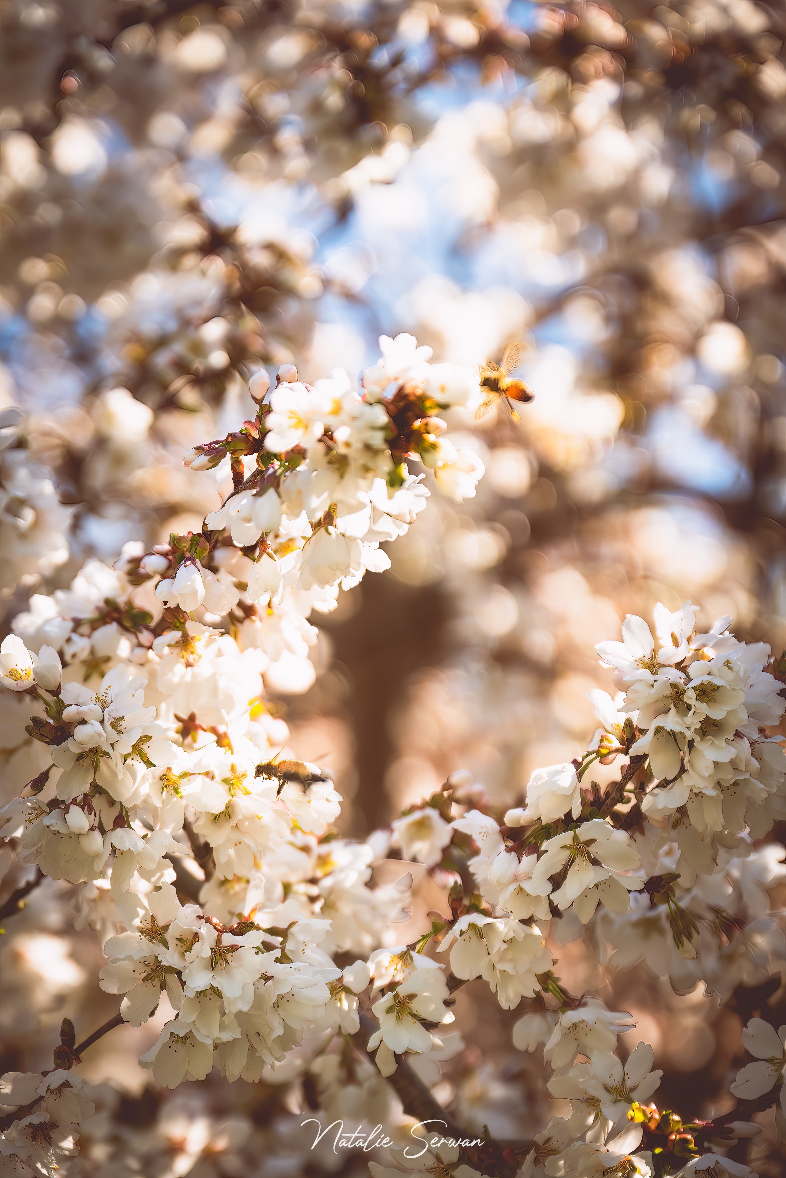 Raelynn Harper banner image