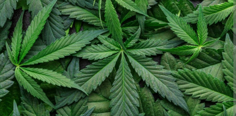 Ganja Lady cover image