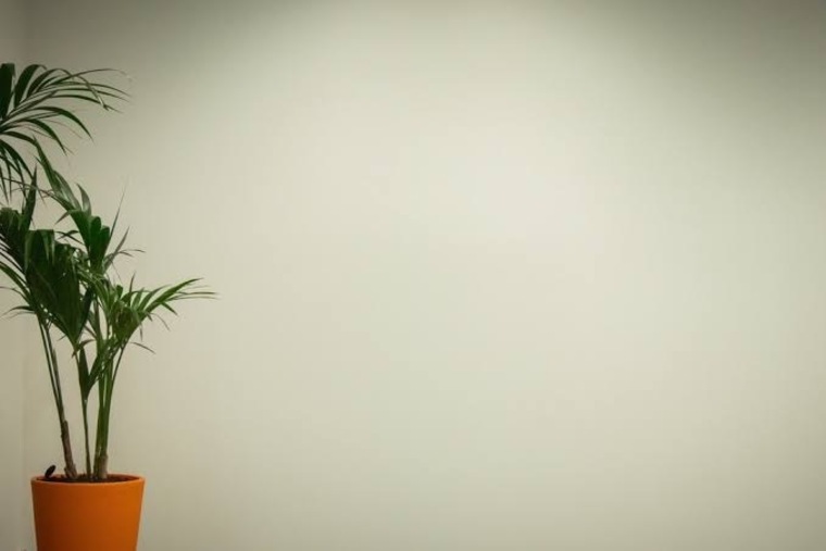 Randy Kiwi banner image