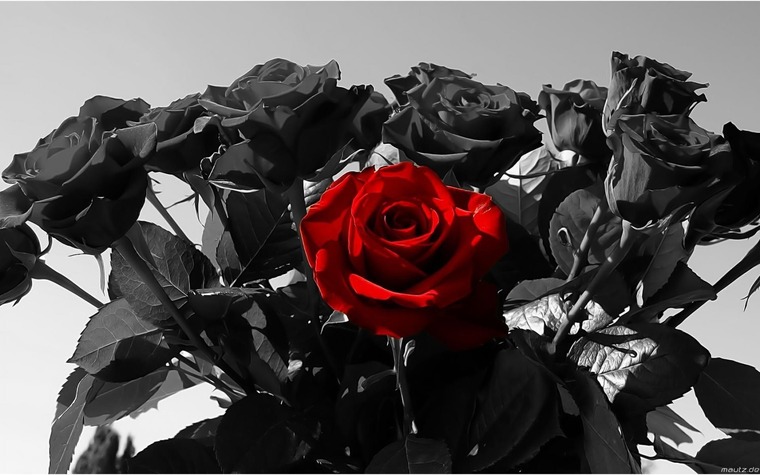 Rose Rapture cover image