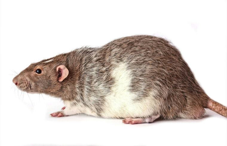 RatGirlEmily cover image