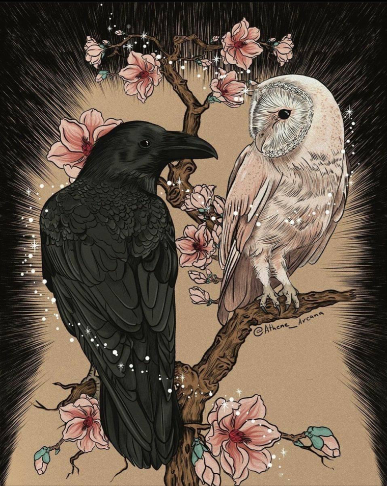 Raven bear 🧸 banner image