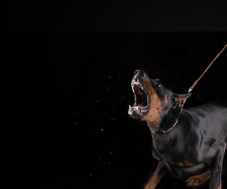 Raw Dog banner image