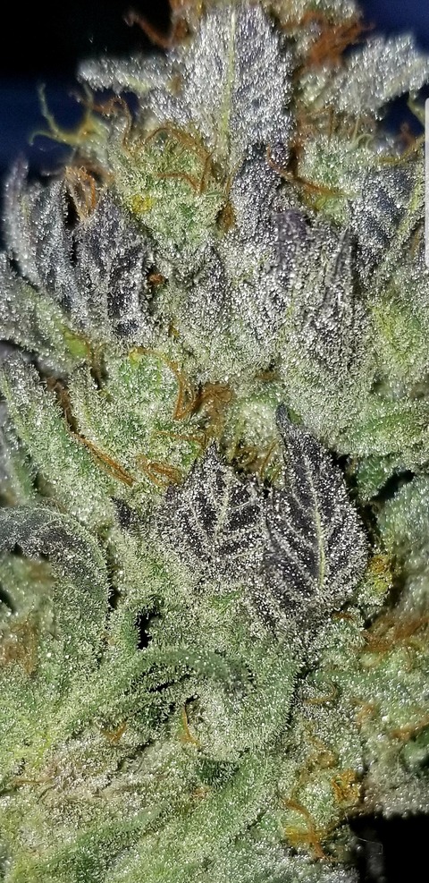 Blazed N Crazed cover image
