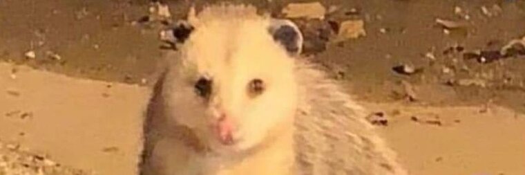 Possum 🏳️⚧️ cover image