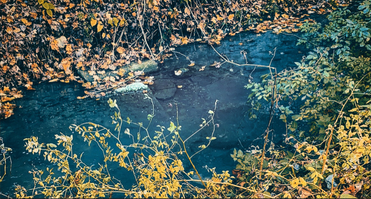 Redd cover image