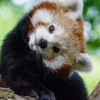 Red Panda T avatar