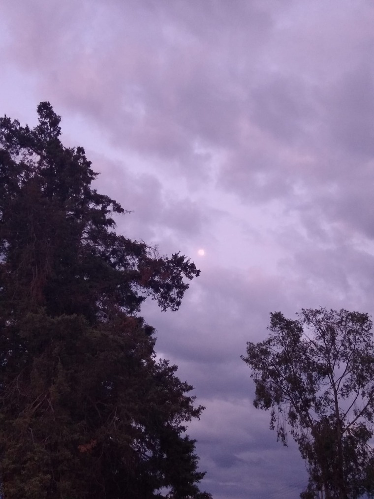 El curioso banner image