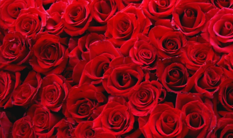 RedRosez💋 cover image