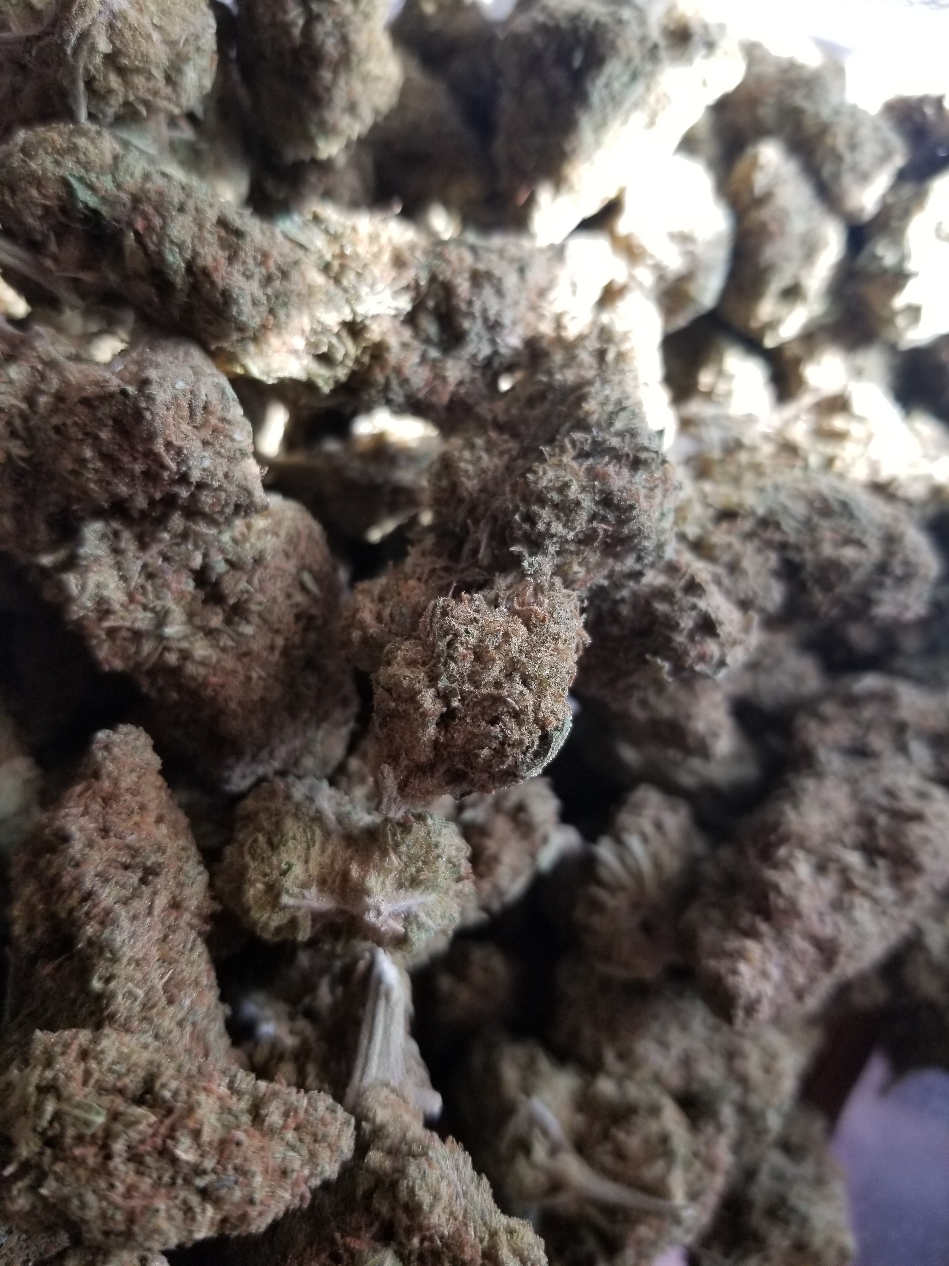 Ganjagoddess420 cover image
