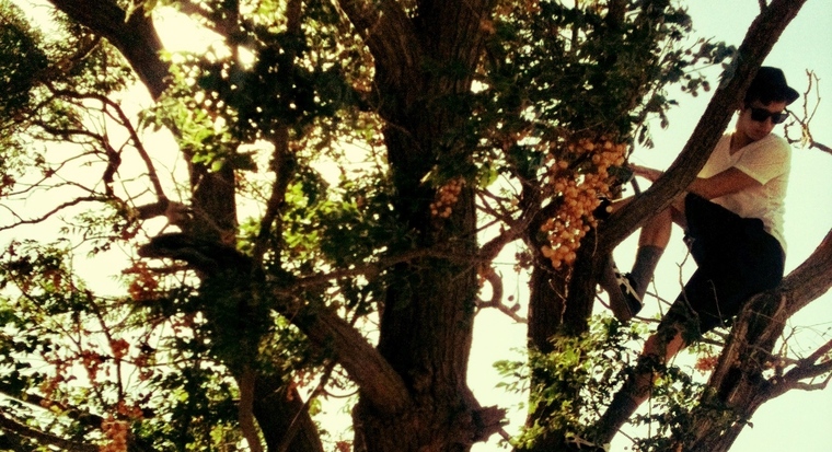 Rex Redwood banner image