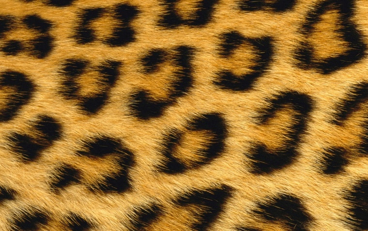 Rexulona cover image