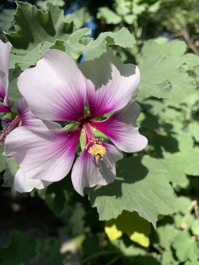 Hibiscus Faye de Lune banner image