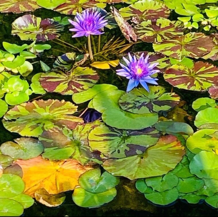 River cover image