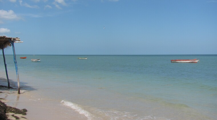 Ami Roca cover image