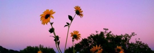 Rocio banner image