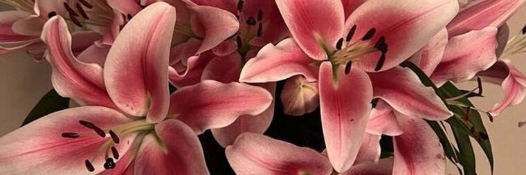 Romy Blair banner image