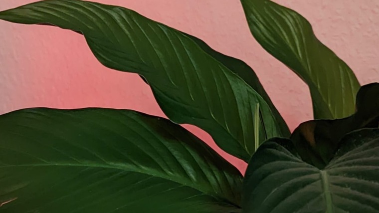 Rosa cover image