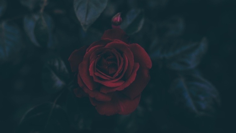 Rosalineebaeee cover image