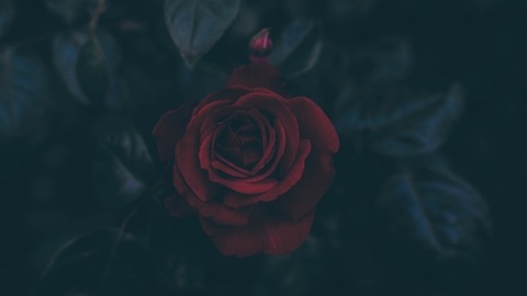 Rosalineebaeee cover image