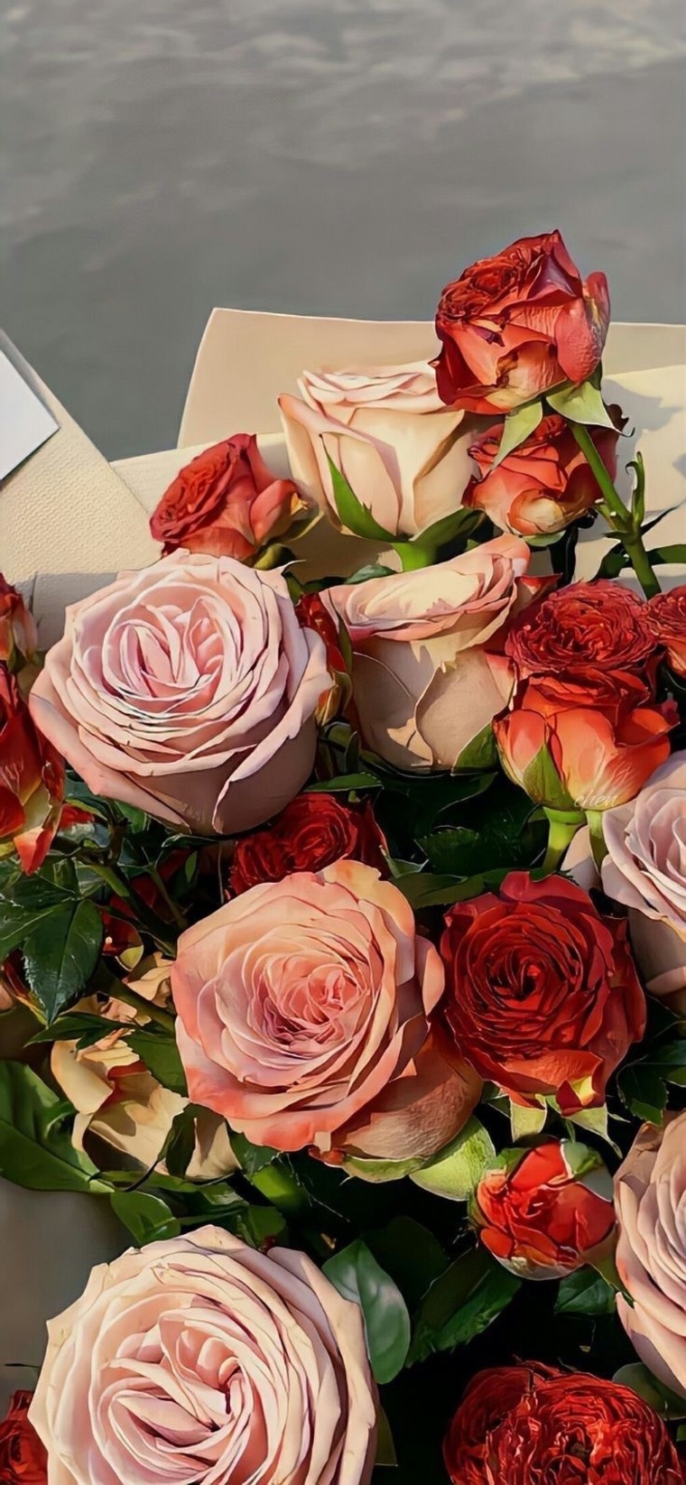 Rosa banner image