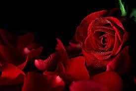 Rosa Rozita banner image