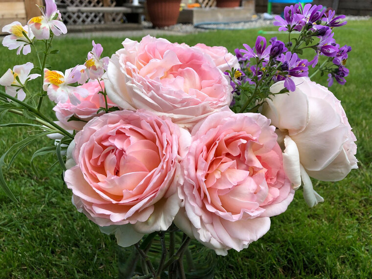 Rose Bliss cover image