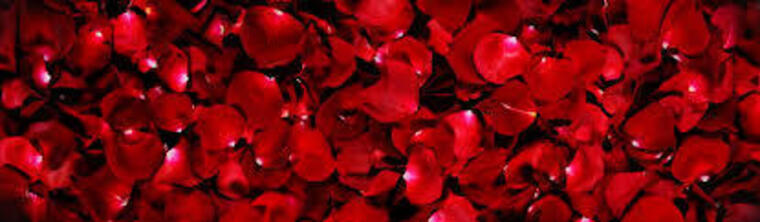 Rose Thorne banner image