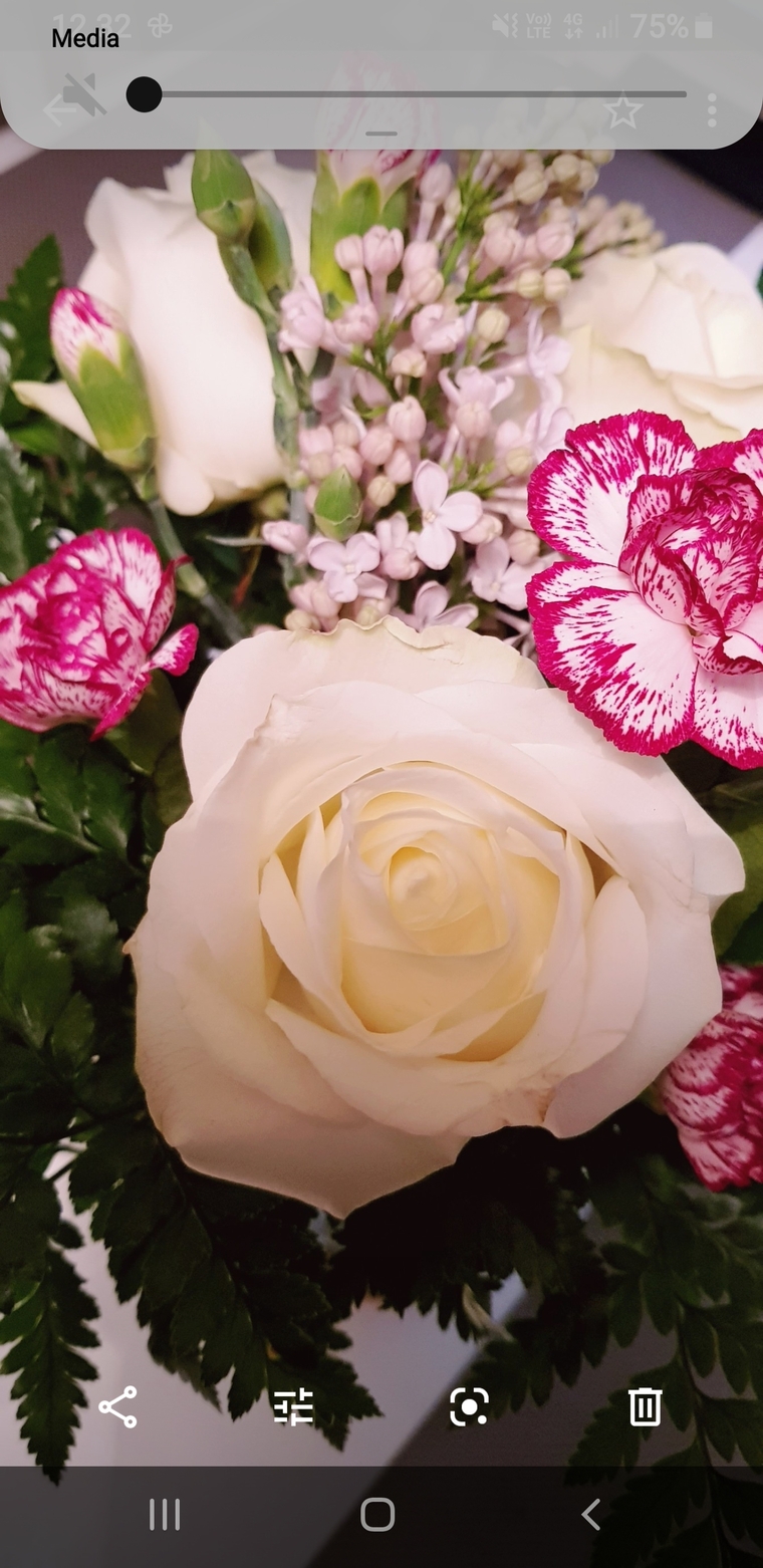 Rose banner image