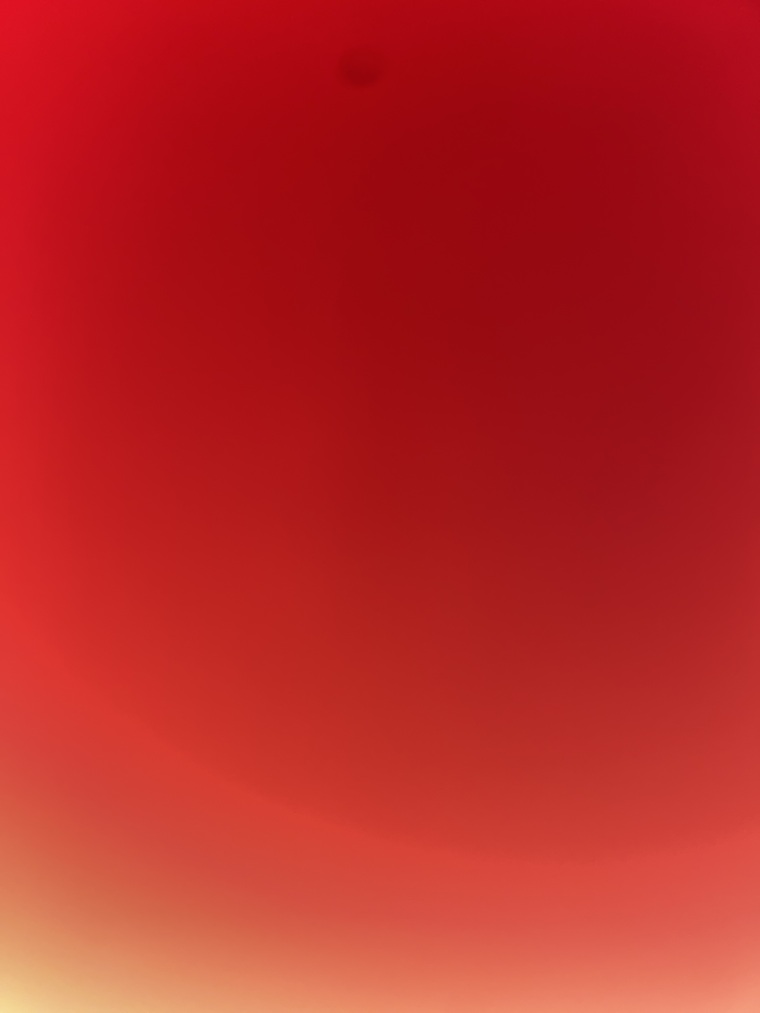 Rose cover image