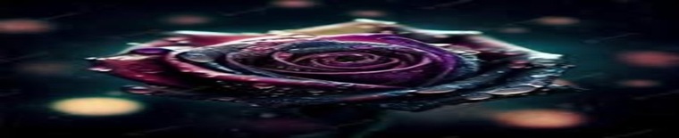 Rose Morning cover image