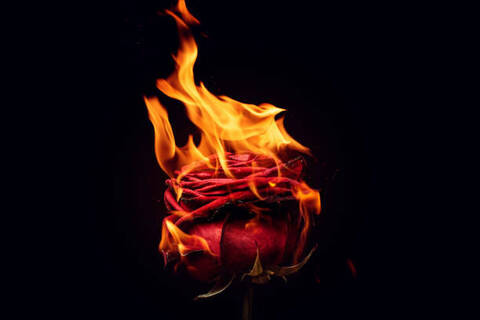 Rose of Fire 🌹🔥 cover image