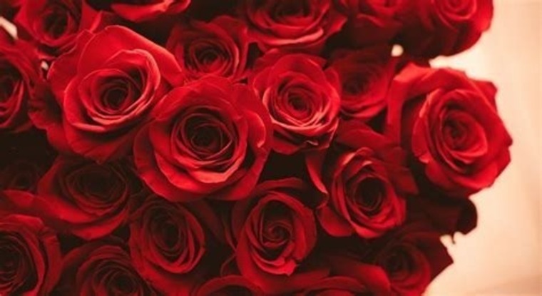 RosePxoxo98 cover image