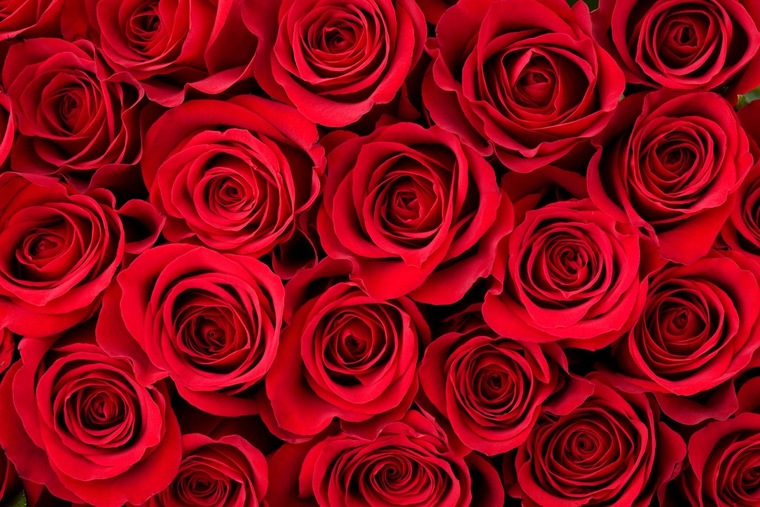 Rose cover image