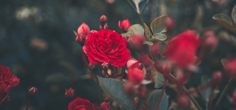 Rosy cover image