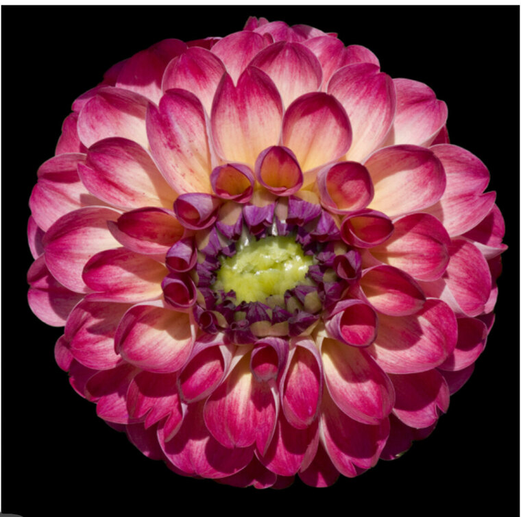 Rocio cover image