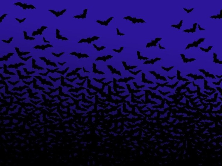 Rowan Blair banner image