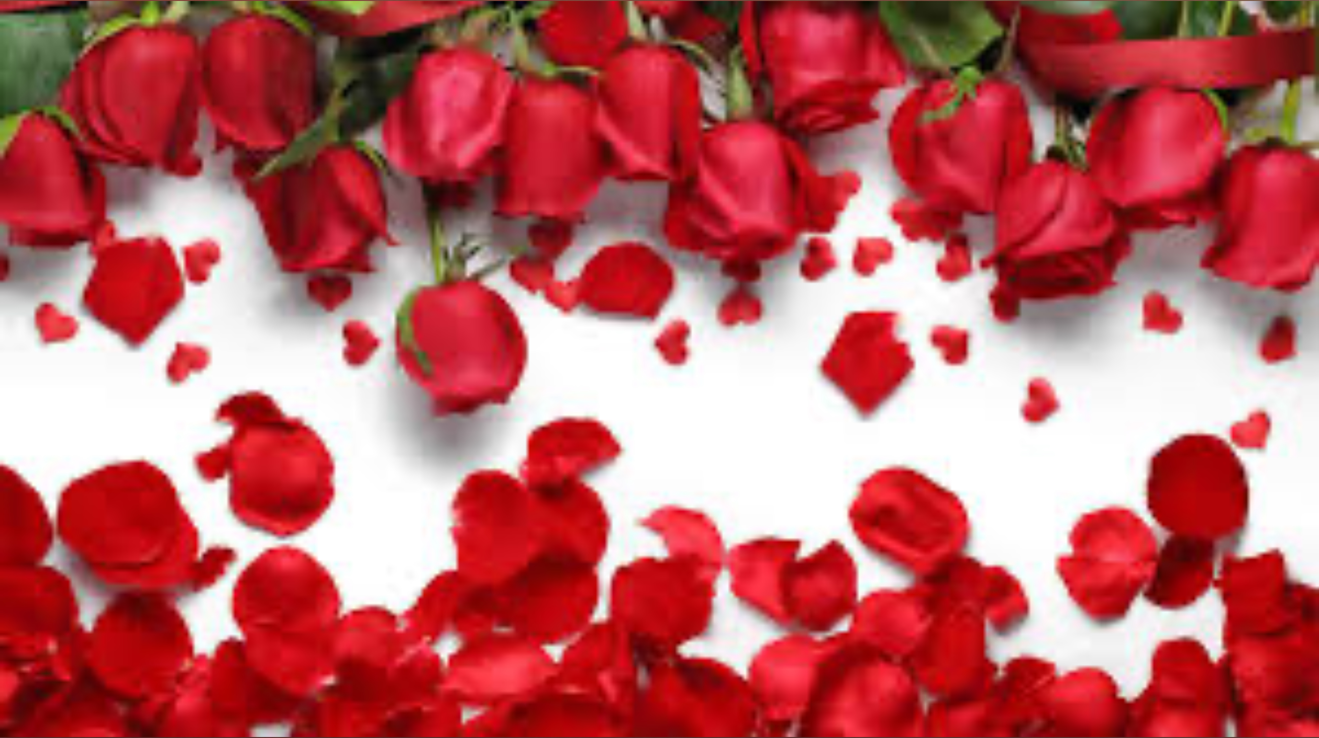Roxy Bell banner image