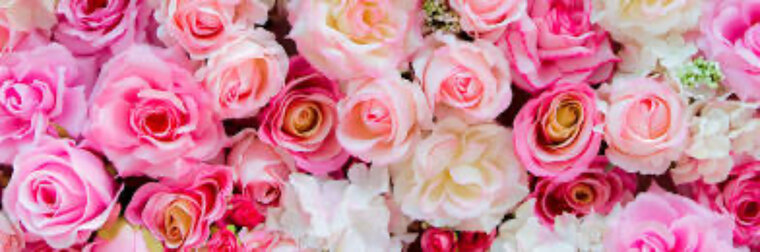 rachel rose cover image