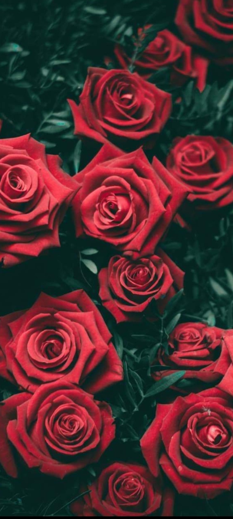 Rubiaπ banner image
