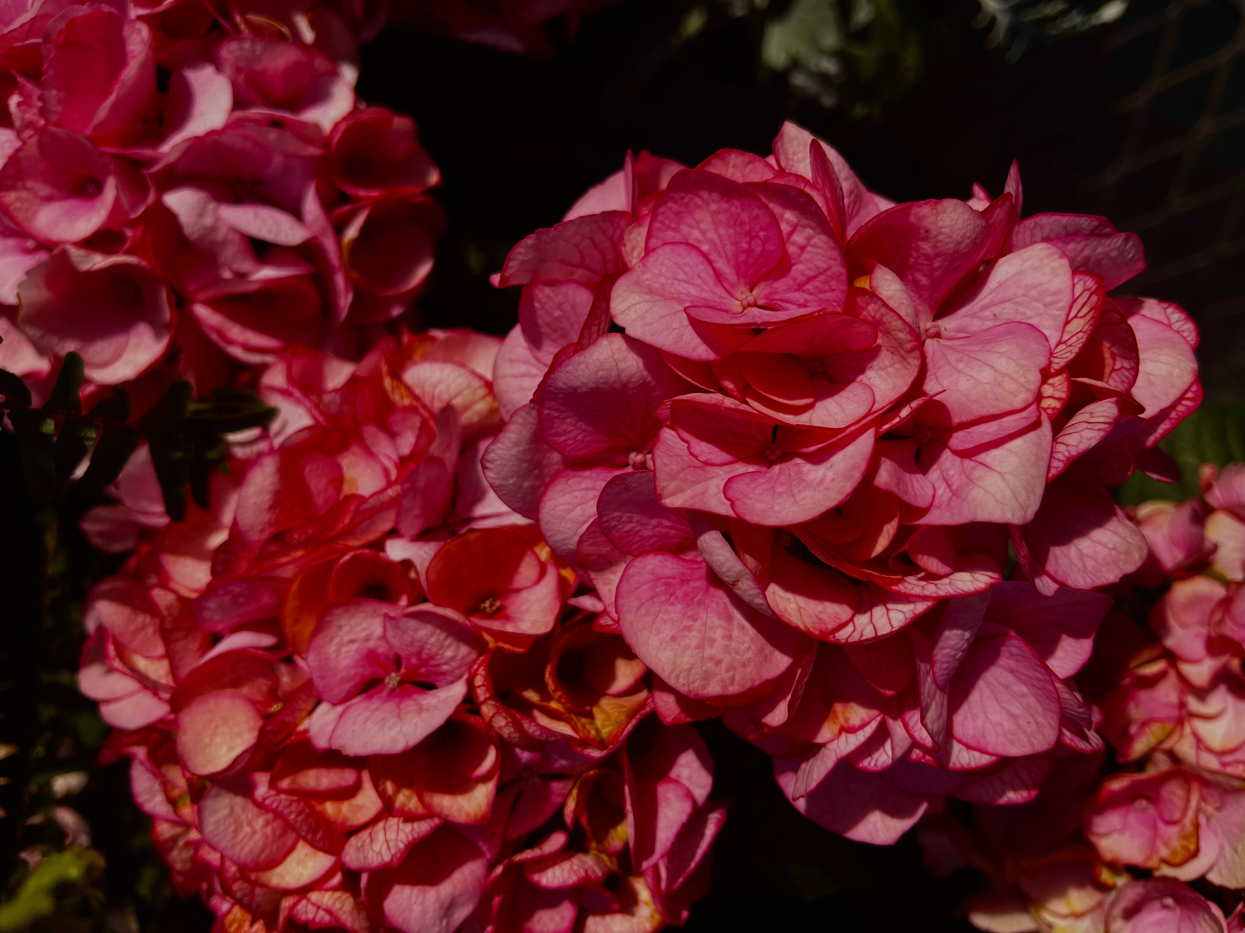 Ruby Dawson ♥️ banner image