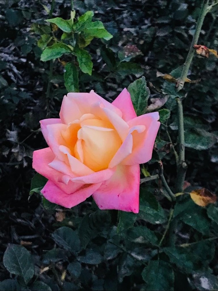 Rusiaa cover image