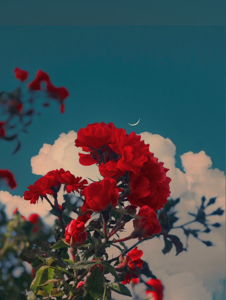 Ryo Rose ๐น banner image