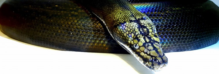 Lady Viper cover image