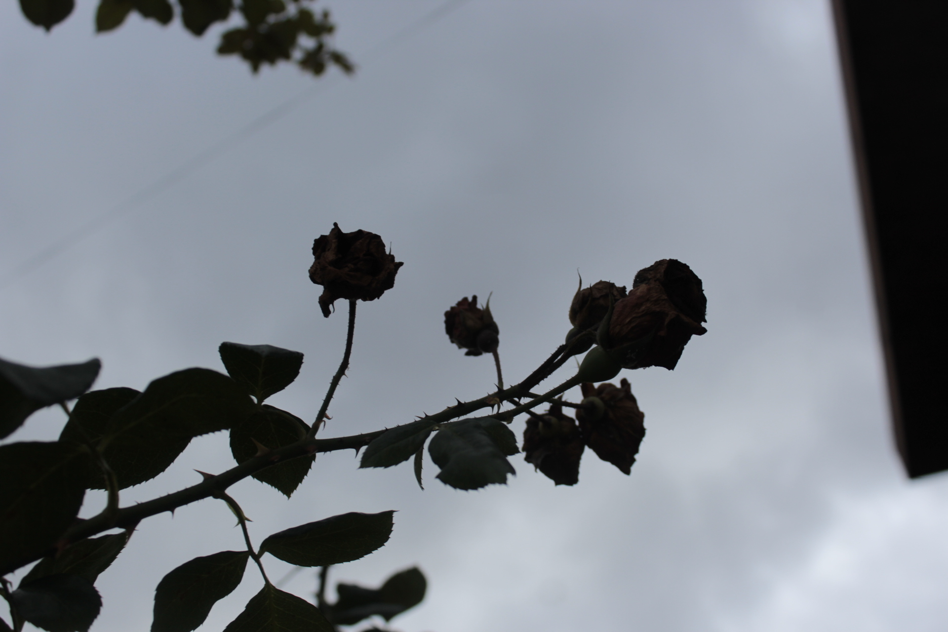 Sadkitty banner image