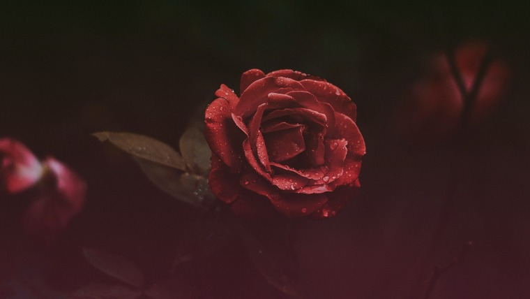 Sage cover image