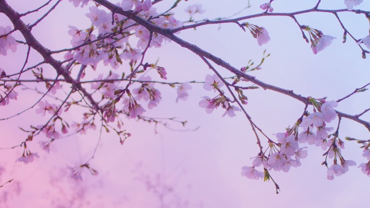 Sage Hayden banner image
