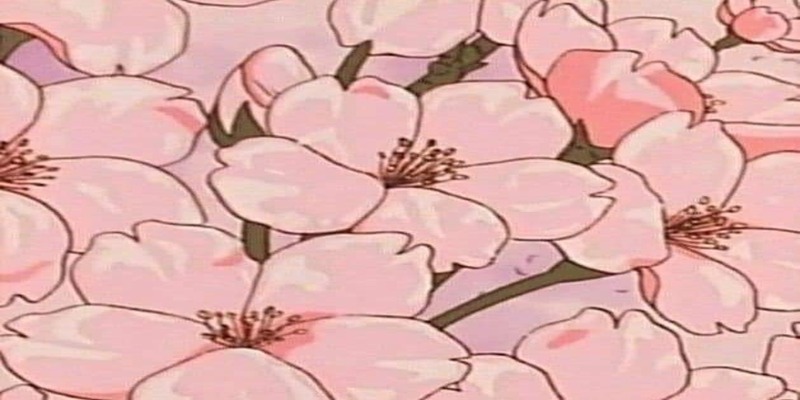 🌸Sakura Cat🌸 banner image