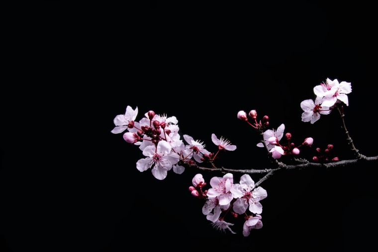 Sakura Miyazaki cover image
