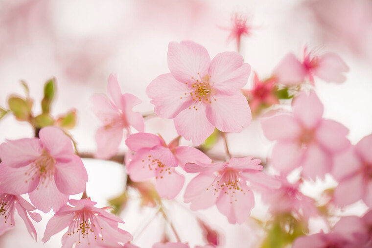 Princess Sakura cover image